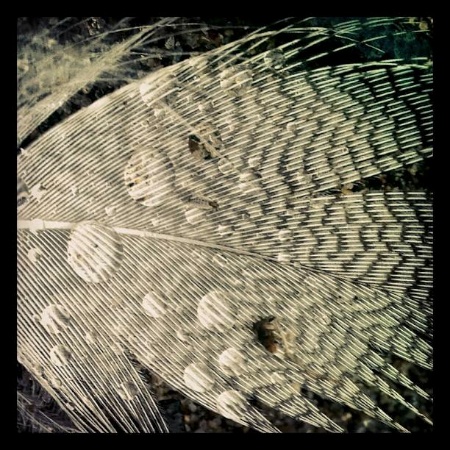 Rain Drops on Feather by Allyson Seconds
